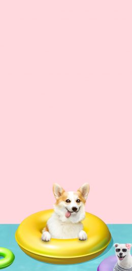 [2436x1125]宠物狗 柯基犬 可爱 泳圈 苹果手机壁纸图片