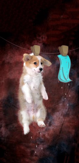 [2436x1125]宠物狗 柯基犬 小短腿 创意摄影 苹果手机壁纸图片