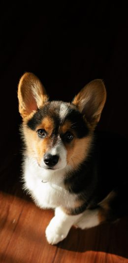 [2436x1125]宠物狗 柯基犬 小短腿 可爱 苹果手机壁纸图片