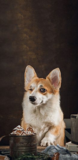 [2436x1125]宠物狗 柯基犬 小短腿 眨眼 苹果手机壁纸图片