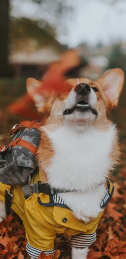 [2436x1125]宠物狗 柯基犬 小短腿 落叶 苹果手机壁纸图片