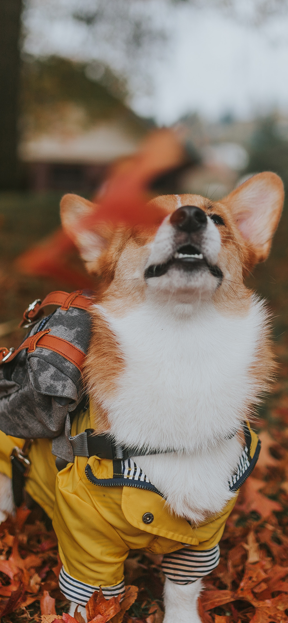 [2436×1125]宠物狗 柯基犬 小短腿 落叶 苹果手机壁纸图片