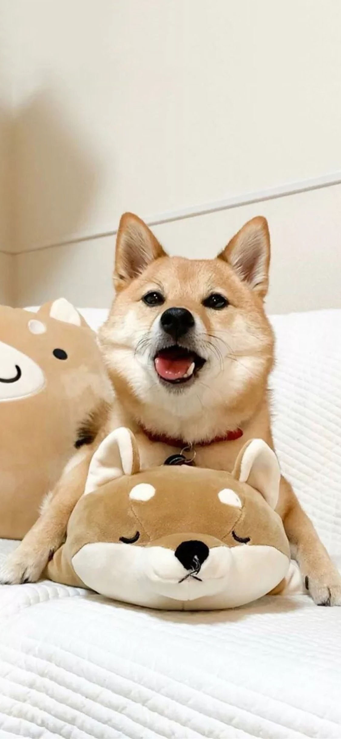 [2436×1125]宠物狗 柴犬 秋田犬 公仔 苹果手机壁纸图片