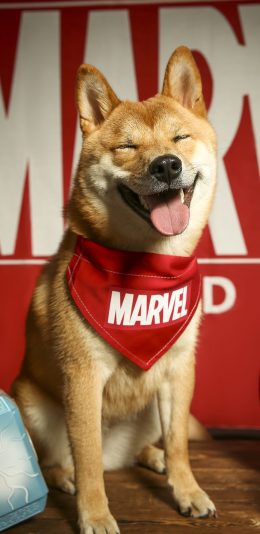 [2436x1125]宠物狗 柴犬 秋田犬 写真（取自站酷网：PS亲宠摄影） 苹果手机壁纸图片