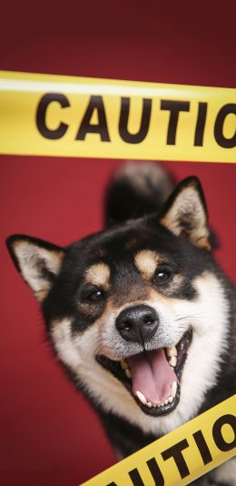 [2436x1125]宠物狗 柴犬 秋田犬 黑色（取自站酷网：PS亲宠摄影） 苹果手机壁纸图片