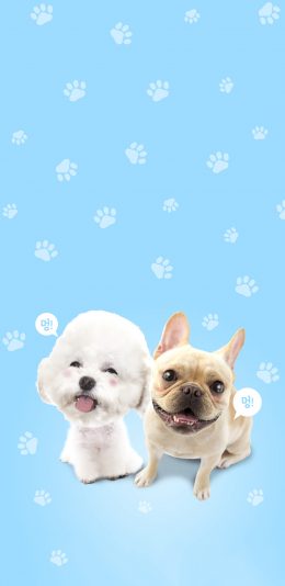 [2436x1125]宠物狗 比熊 斗牛犬 可爱 苹果手机壁纸图片