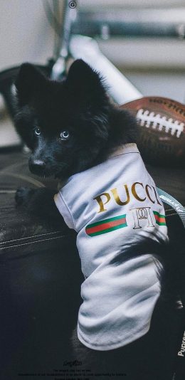 [2436x1125]宠物狗 汪星人 Gucci衣服 苹果手机壁纸图片