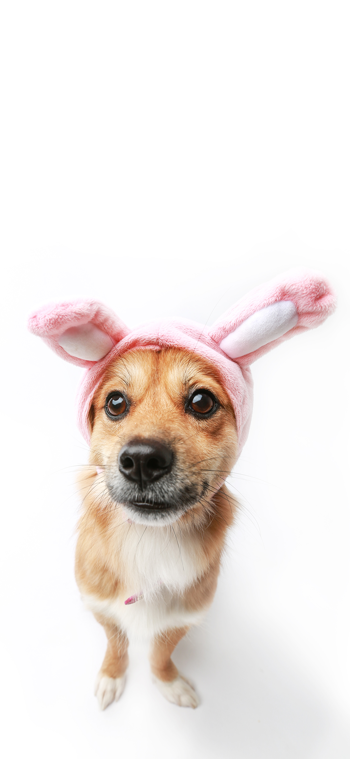 [2436×1125]宠物狗 汪星人 写真 兔耳朵 可爱 苹果手机壁纸图片