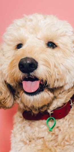 [2436x1125]宠物狗 汪星人 写真 可爱 苹果手机壁纸图片
