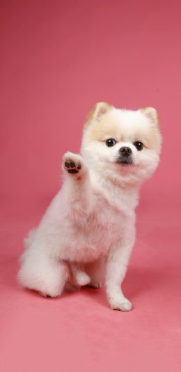 [2436x1125]宠物狗 汪星人 博美犬 苹果手机壁纸图片