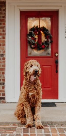[2436x1125]宠物狗 汪星人 卷毛 可爱 苹果手机壁纸图片