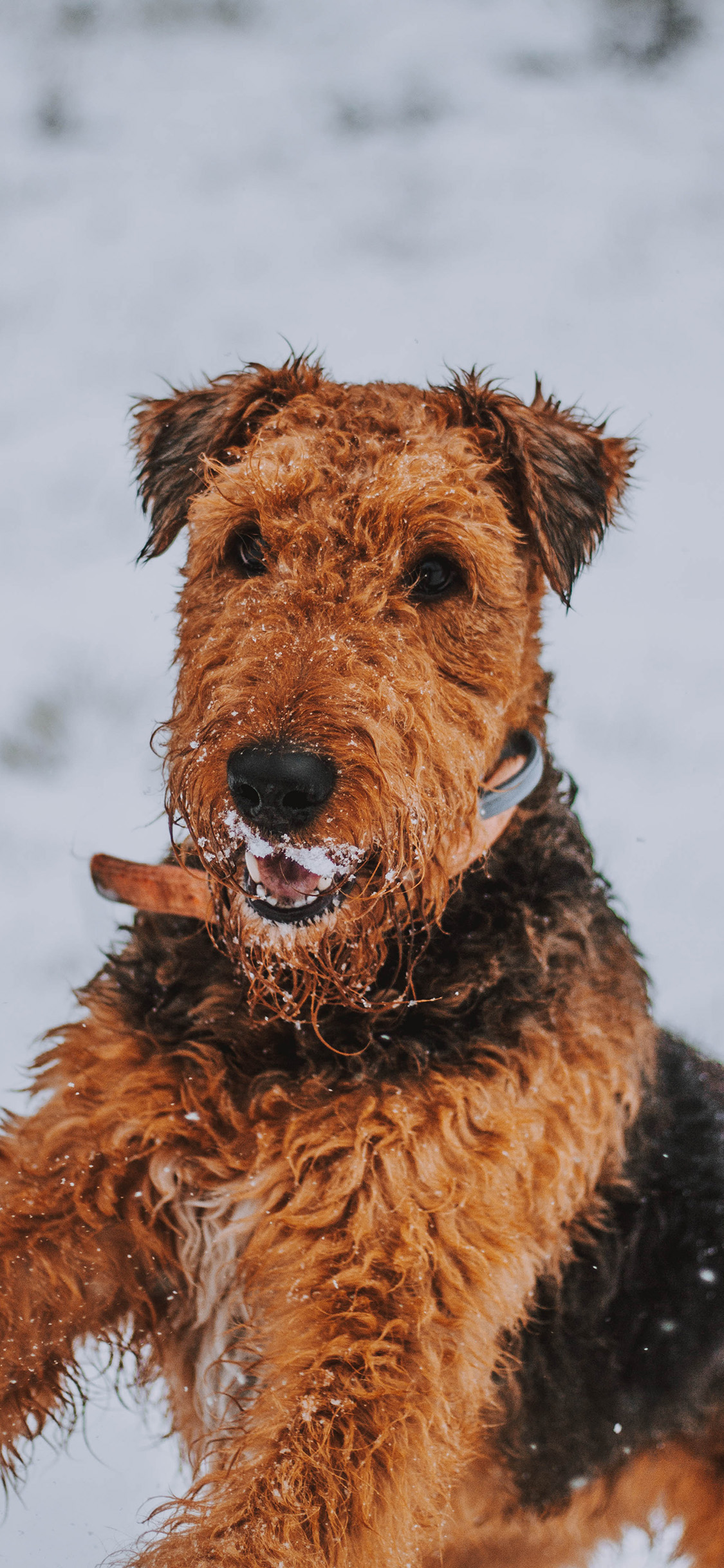 [2436×1125]宠物狗 汪星人 卷毛 棕色 可爱 苹果手机壁纸图片