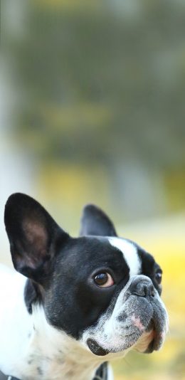 [2436x1125]宠物狗 汪星人 发法斗犬 黑白 苹果手机壁纸图片