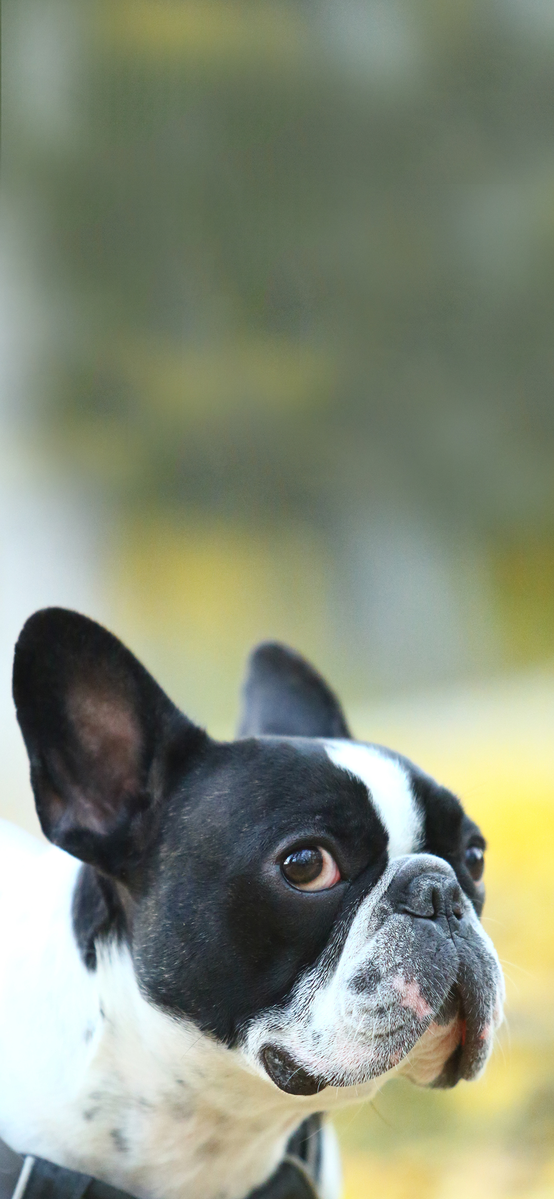 [2436×1125]宠物狗 汪星人 发法斗犬 黑白 苹果手机壁纸图片