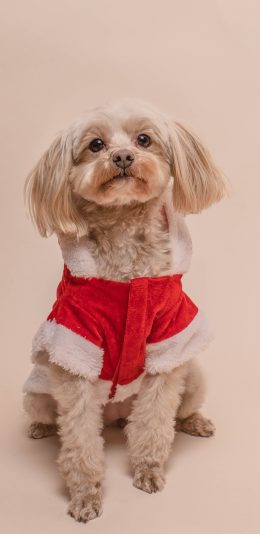 [2436x1125]宠物狗 汪星人 可爱 呆萌 苹果手机壁纸图片