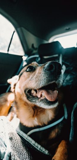 [2436x1125]宠物狗 汪星人 可爱 咧嘴 苹果手机壁纸图片