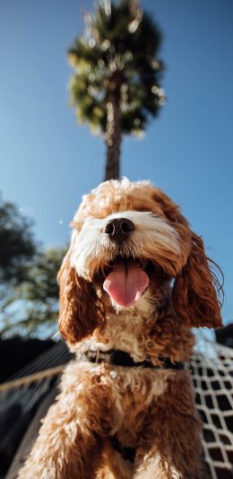 [2436x1125]宠物狗 汪星人 可爱 毛发 苹果手机壁纸图片