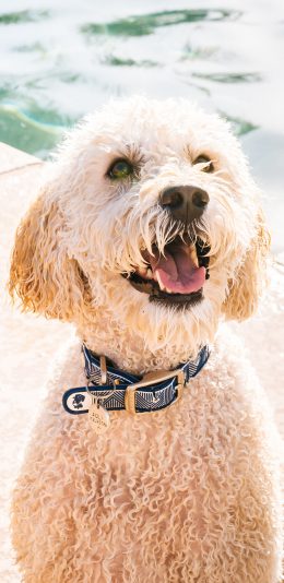 [2436x1125]宠物狗 汪星人 可爱 舌头 苹果手机壁纸图片