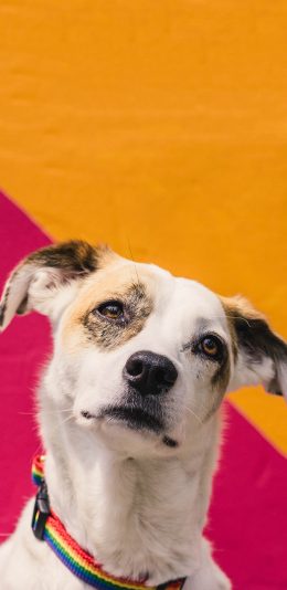 [2436x1125]宠物狗 汪星人 呆萌 忠诚 苹果手机壁纸图片