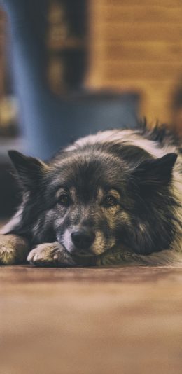 [2436x1125]宠物狗 汪星人 呆萌 黑色 苹果手机壁纸图片