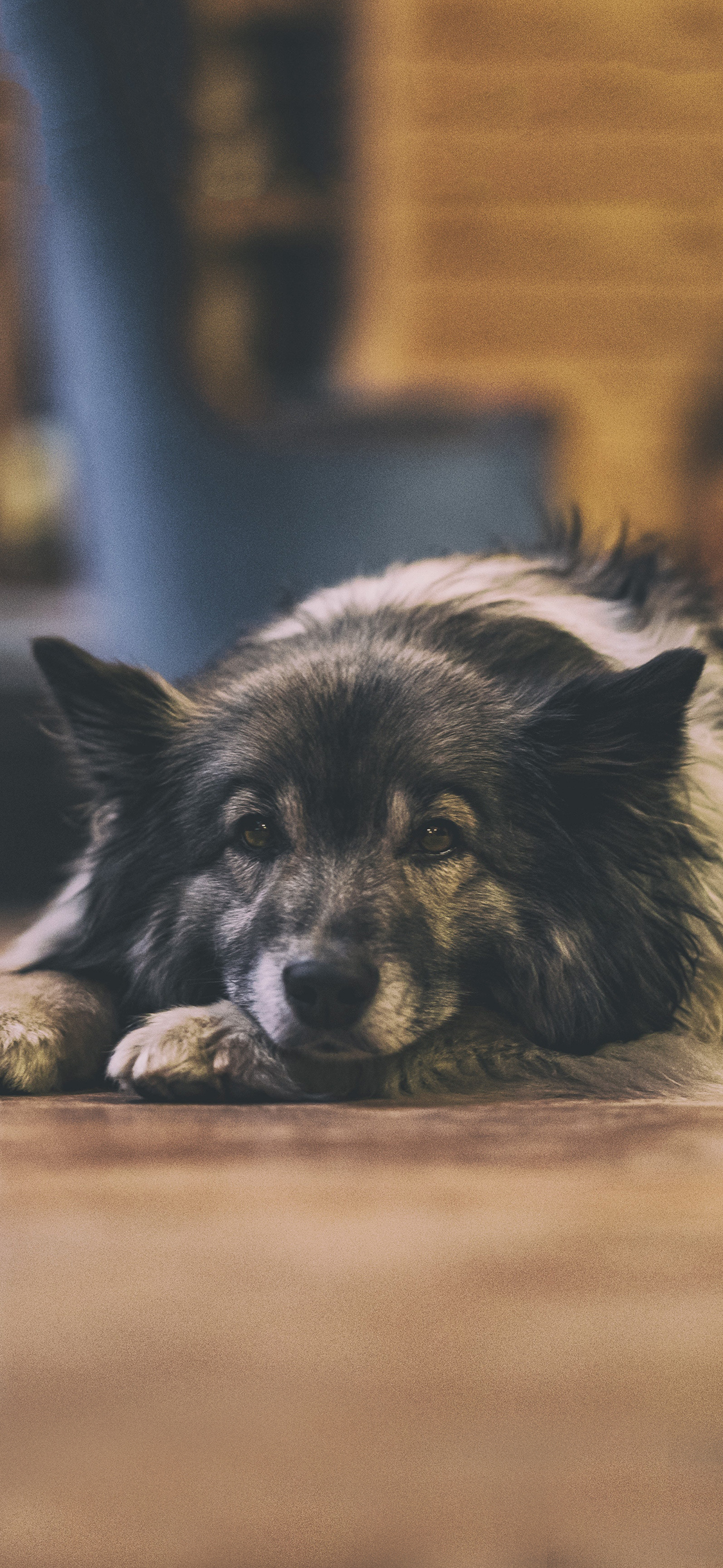 [2436×1125]宠物狗 汪星人 呆萌 黑色 苹果手机壁纸图片