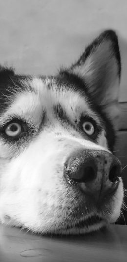 [2436x1125]宠物狗 汪星人 哈士奇 黑白 苹果手机壁纸图片