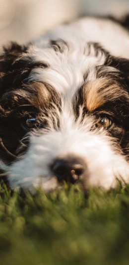 [2436x1125]宠物狗 汪星人 哈巴狗 苹果手机壁纸图片