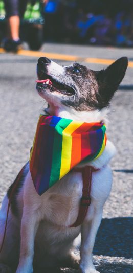 [2436x1125]宠物狗 汪星人 围巾 呆萌 苹果手机壁纸图片