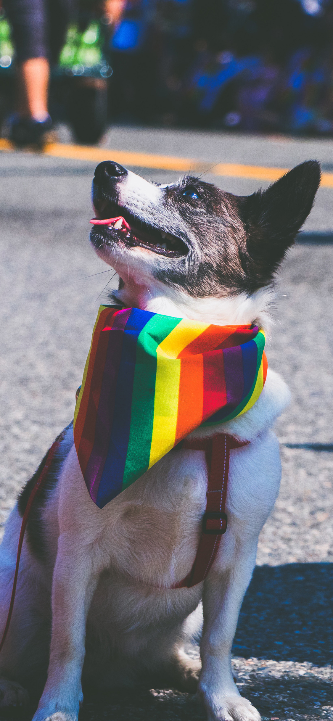 [2436×1125]宠物狗 汪星人 围巾 呆萌 苹果手机壁纸图片