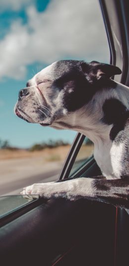 [2436x1125]宠物狗 汪星人 坐车 吹风 苹果手机壁纸图片