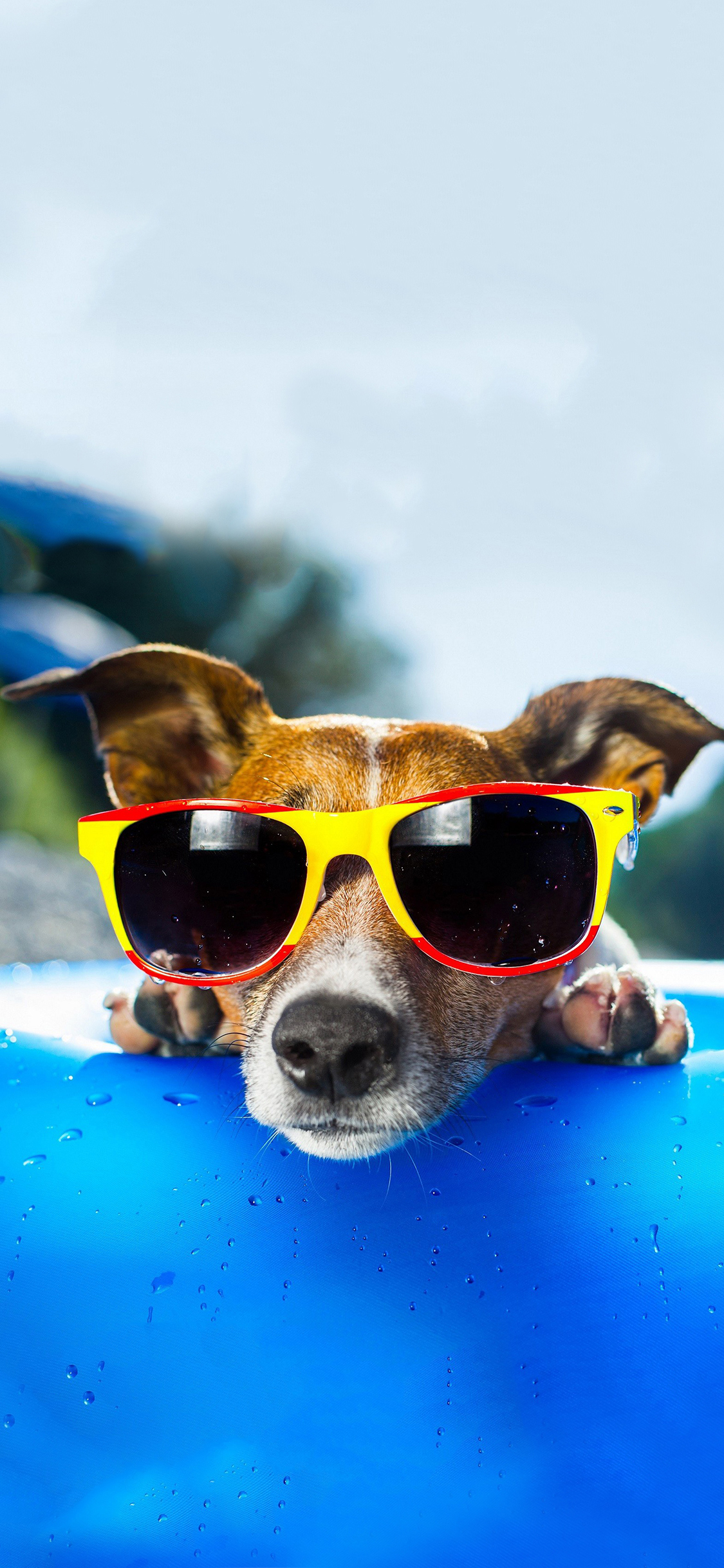 [2436×1125]宠物狗 汪星人 墨镜 搞怪 苹果手机壁纸图片