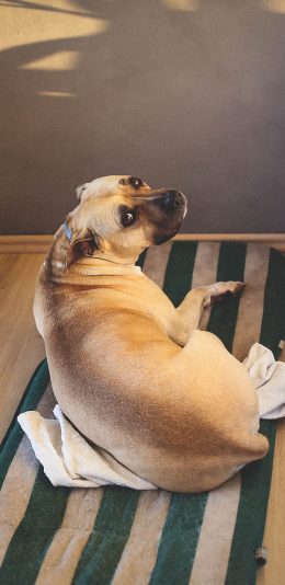 [2436x1125]宠物狗 汪星人 大黄狗 苹果手机壁纸图片