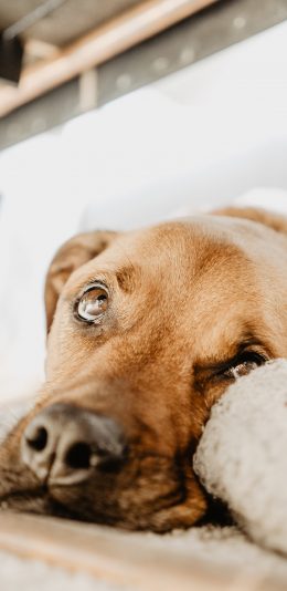 [2436x1125]宠物狗 汪星人 大黄狗 呆萌 苹果手机壁纸图片