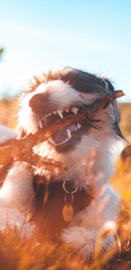 [2436x1125]宠物狗 汪星人 室外 树枝 咬 苹果手机壁纸图片