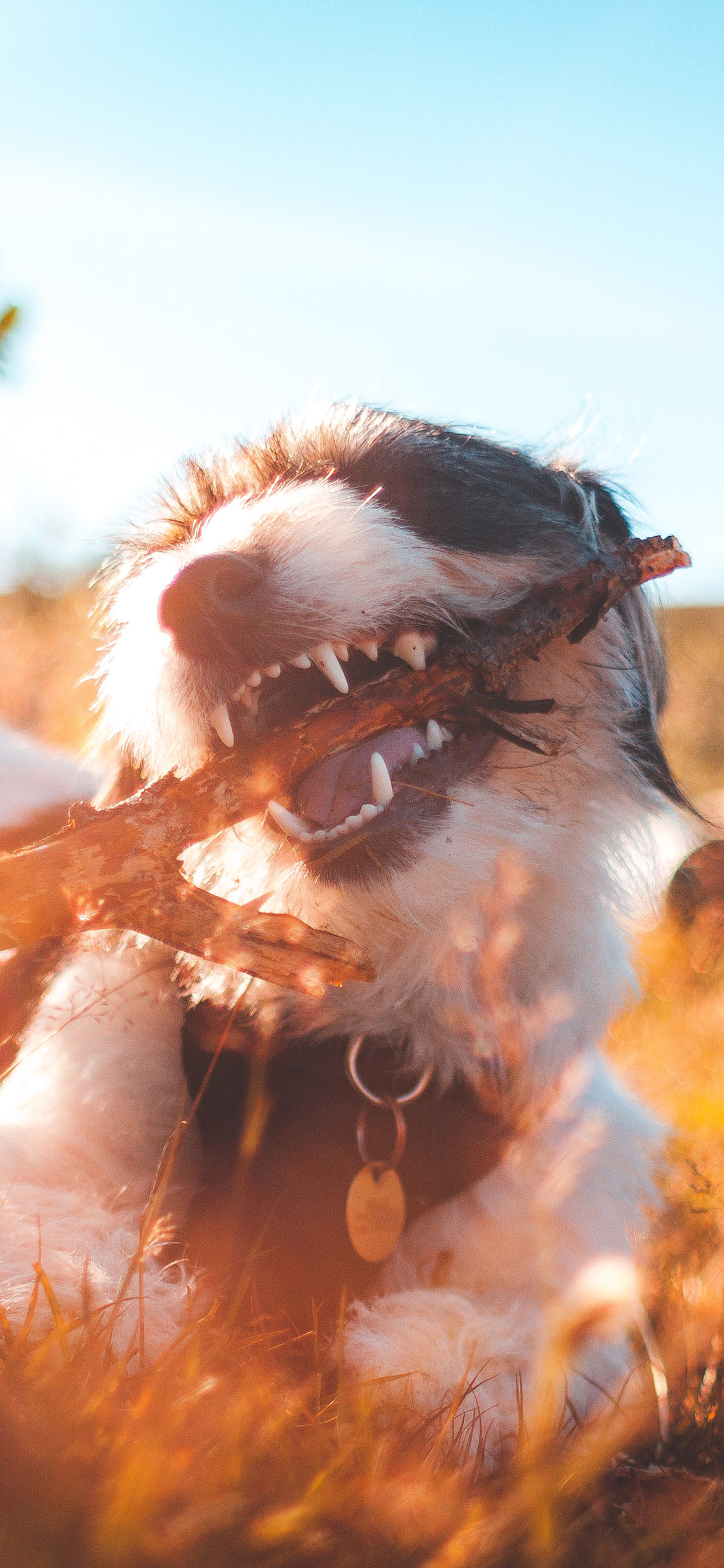 [2436×1125]宠物狗 汪星人 室外 树枝 咬 苹果手机壁纸图片