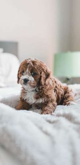 [2436x1125]宠物狗 汪星人 小奶狗 可爱 苹果手机壁纸图片