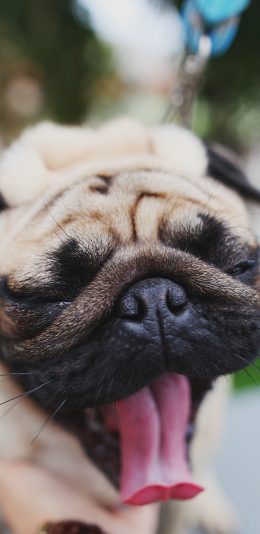 [2436x1125]宠物狗 汪星人 巴哥犬 丑萌 苹果手机壁纸图片