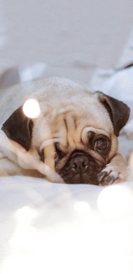 [2436x1125]宠物狗 汪星人 巴哥犬 大眼睛 苹果手机壁纸图片