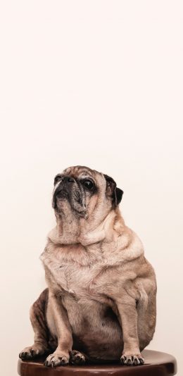 [2436x1125]宠物狗 汪星人 巴哥犬 肥胖 苹果手机壁纸图片