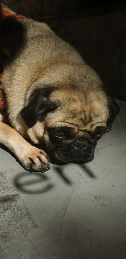 [2436x1125]宠物狗 汪星人 巴哥犬 趴着 苹果手机壁纸图片