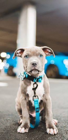 [2436x1125]宠物狗 汪星人 幼犬 蓝眼睛 苹果手机壁纸图片