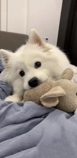 [2436x1125]宠物狗 汪星人 微笑天使 萨摩耶 苹果手机壁纸图片