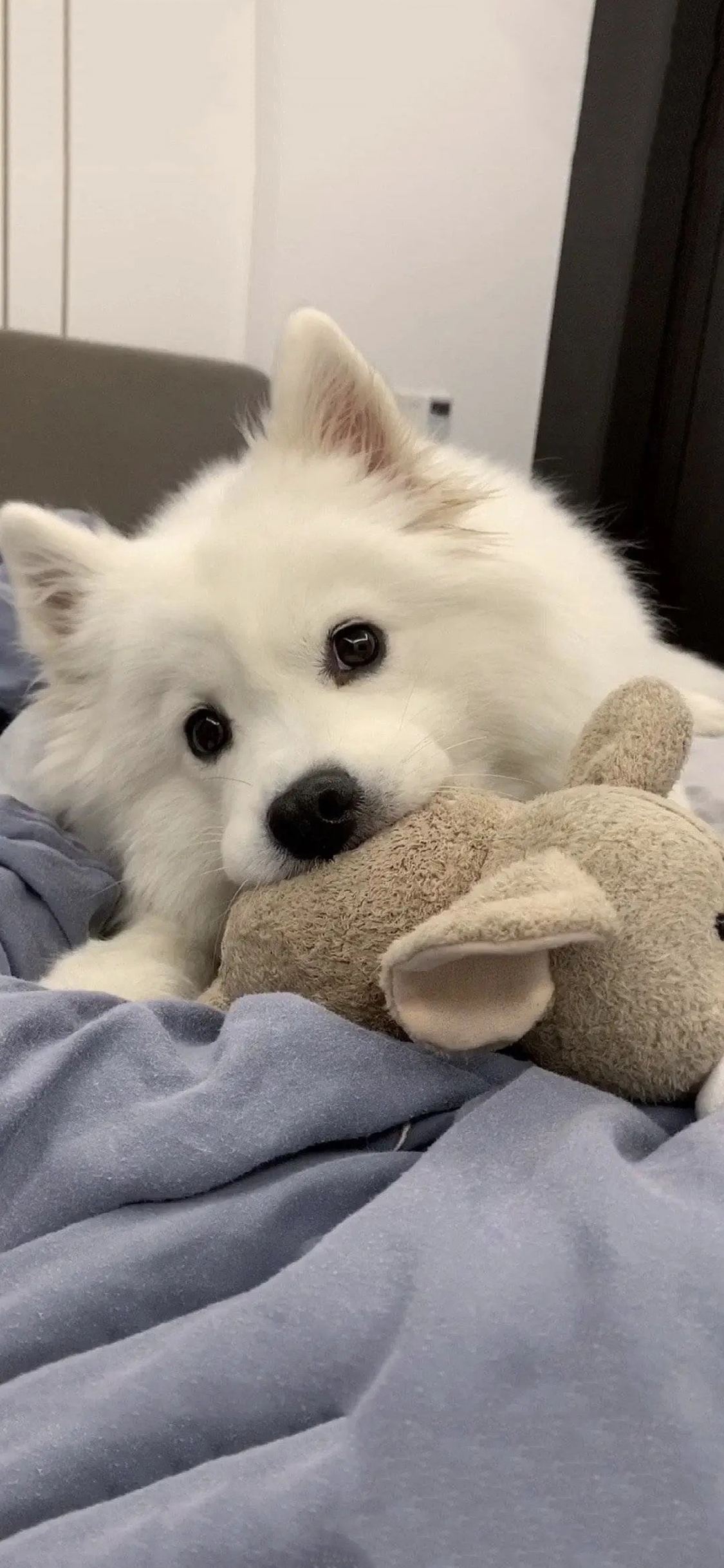 [2436×1125]宠物狗 汪星人 微笑天使 萨摩耶 苹果手机壁纸图片