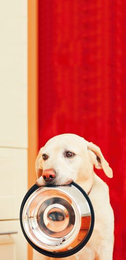 [2436x1125]宠物狗 汪星人 拉布拉多 饭碗 苹果手机壁纸图片