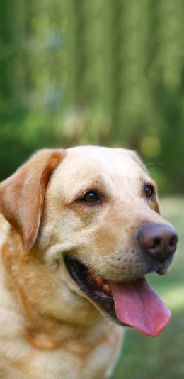 [2436x1125]宠物狗 汪星人 拉布拉多犬 苹果手机壁纸图片