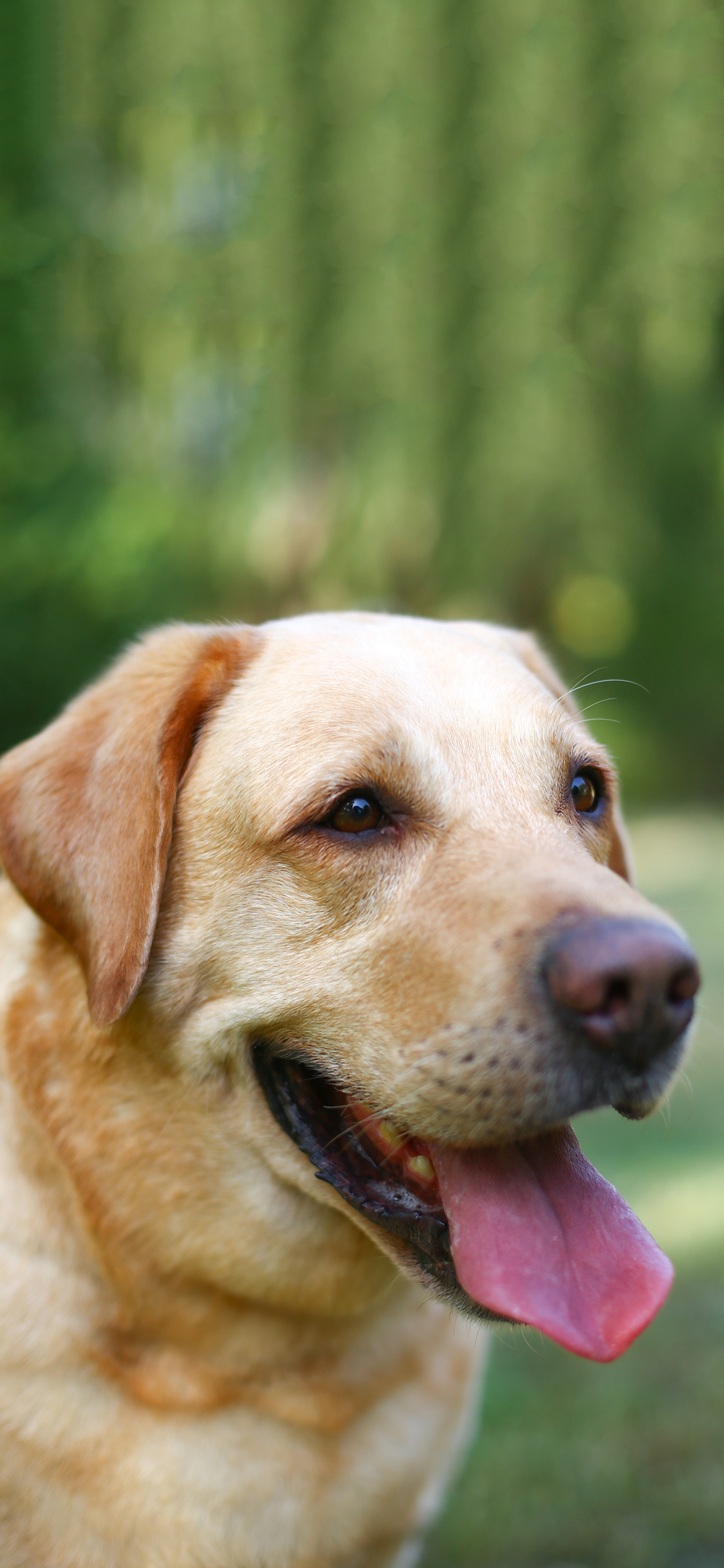 [2436×1125]宠物狗 汪星人 拉布拉多犬 苹果手机壁纸图片