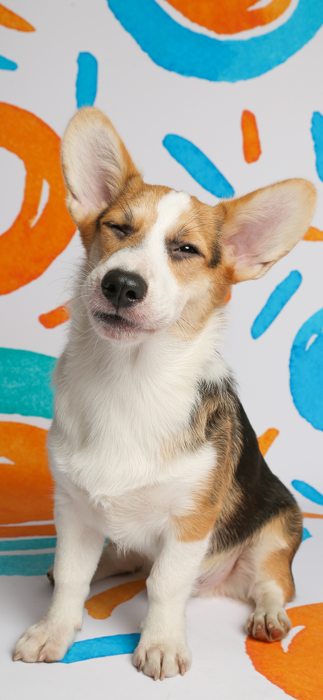 [2436×1125]宠物狗 汪星人 柯基犬 小短腿 苹果手机壁纸图片