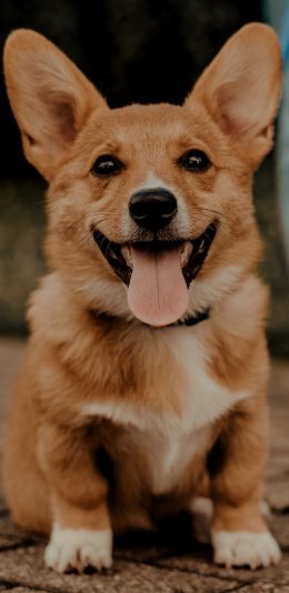 [2436x1125]宠物狗 汪星人 柯基犬 小短腿 可爱 苹果手机壁纸图片