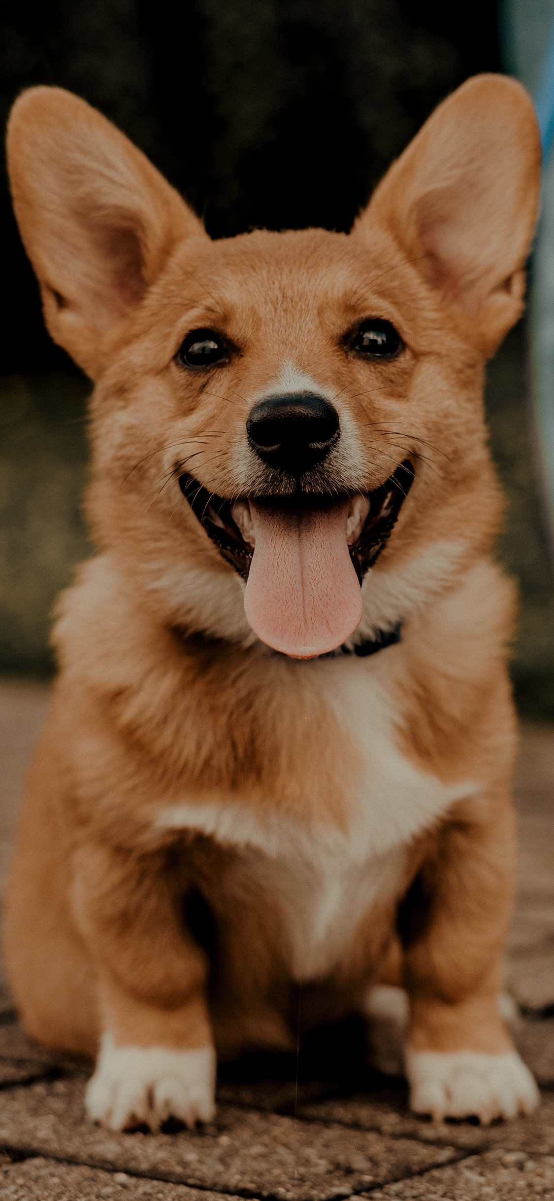 [2436×1125]宠物狗 汪星人 柯基犬 小短腿 可爱 苹果手机壁纸图片