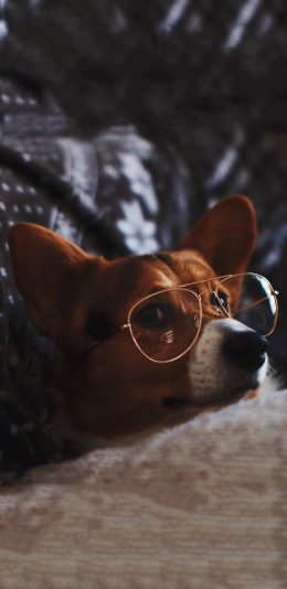 [2436x1125]宠物狗 汪星人 柯基犬 眼镜 苹果手机壁纸图片